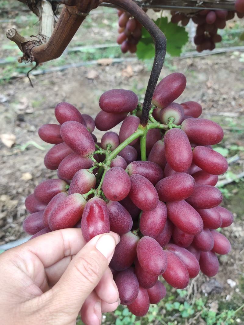 西昌克伦森