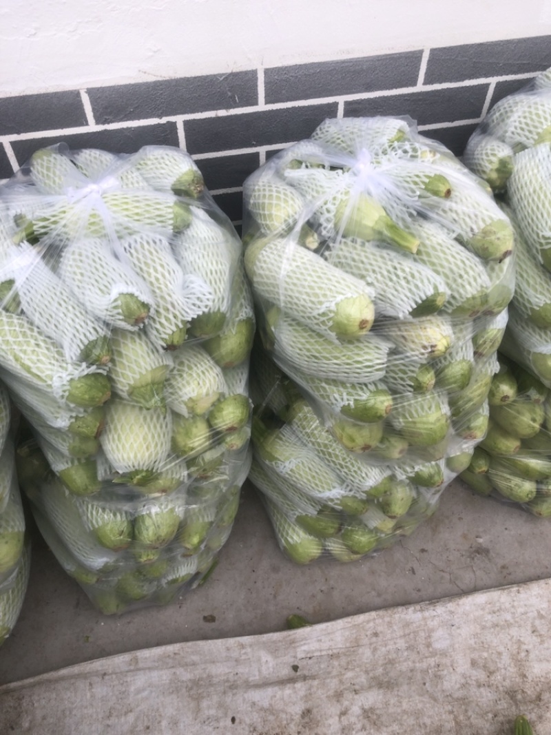 青州原产地西葫芦头子，大量现货，5000斤起批，当天采摘