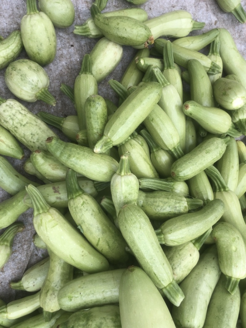 青州原产地西葫芦头子，大量现货，5000斤起批，当天采摘