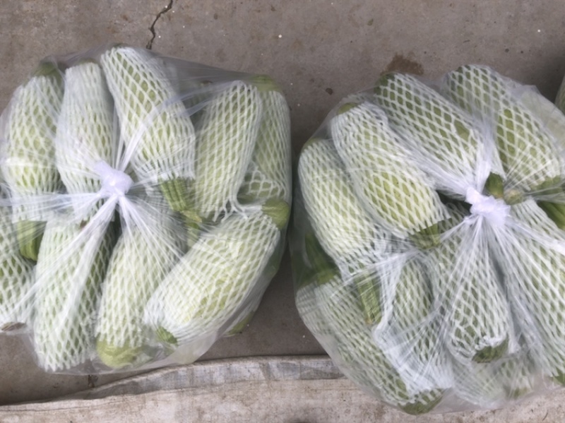青州原产地西葫芦头子，大量现货，5000斤起批，当天采摘