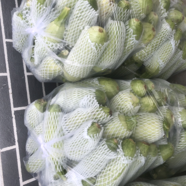 青州原产地西葫芦头子，大量现货，5000斤起批，当天采摘