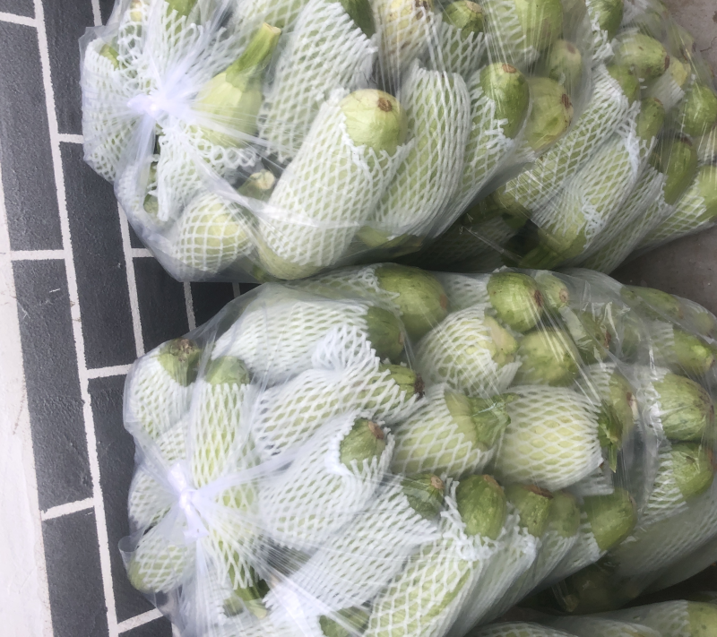 青州原产地西葫芦头子，大量现货，5000斤起批，当天采摘