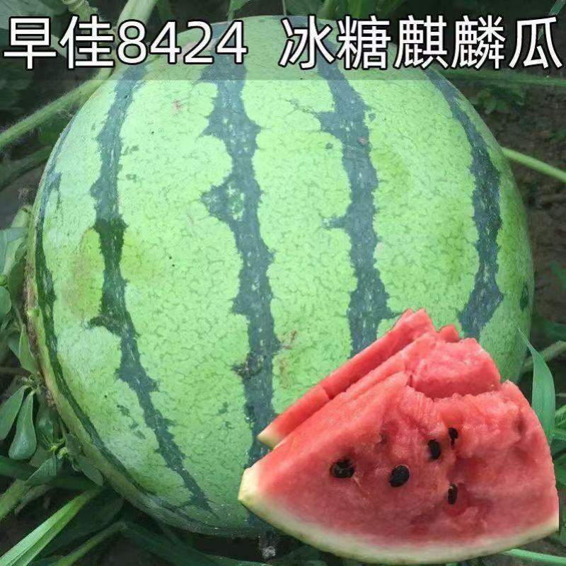 广西藤县太平西瓜，皮薄，甜度高，支持全国发货