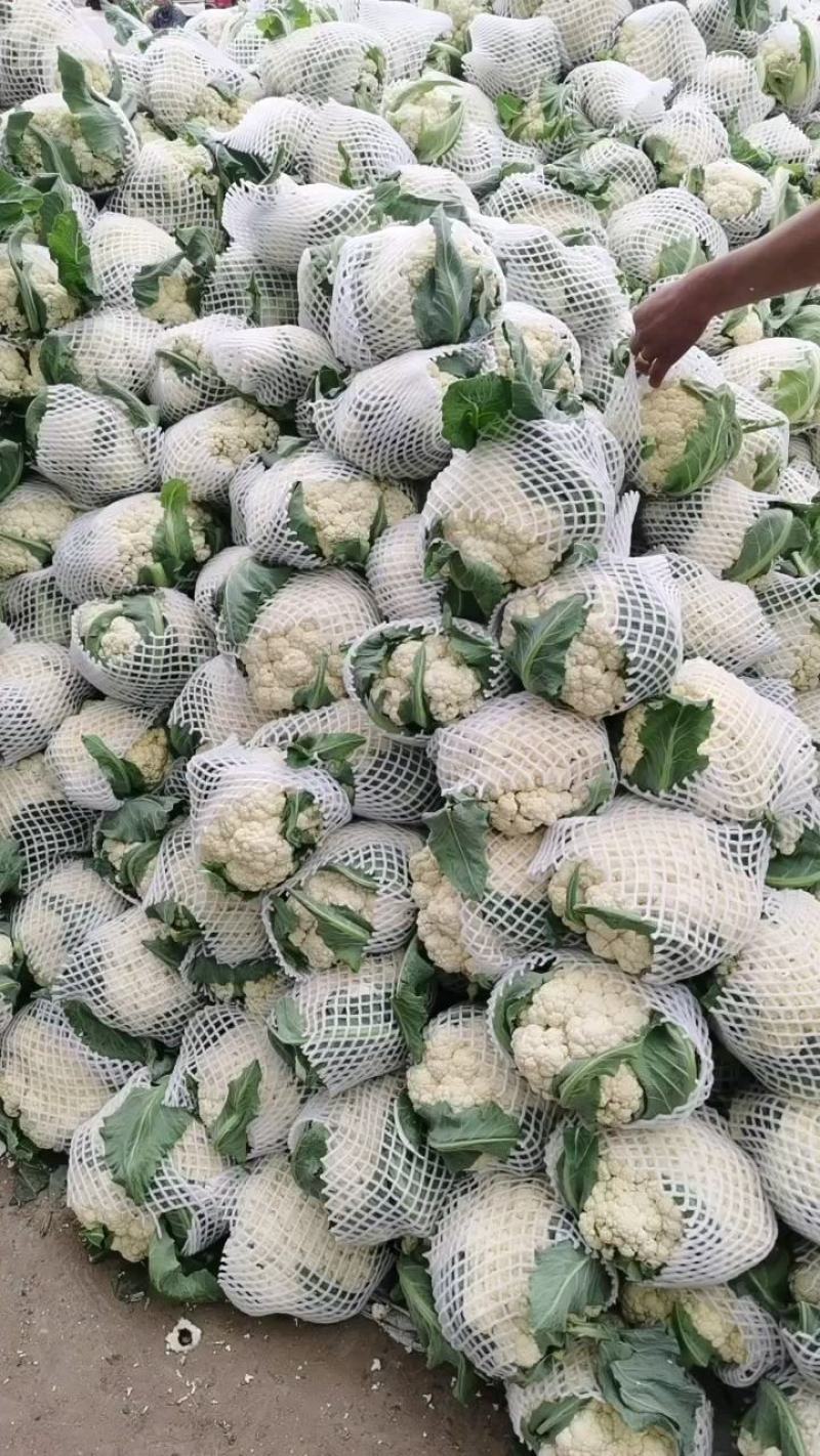 河南省开封市通许县，有机花菜大量上市中。