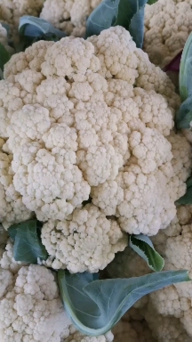 精品菜花，小米粒，随到随装，一手货源，欢迎光临