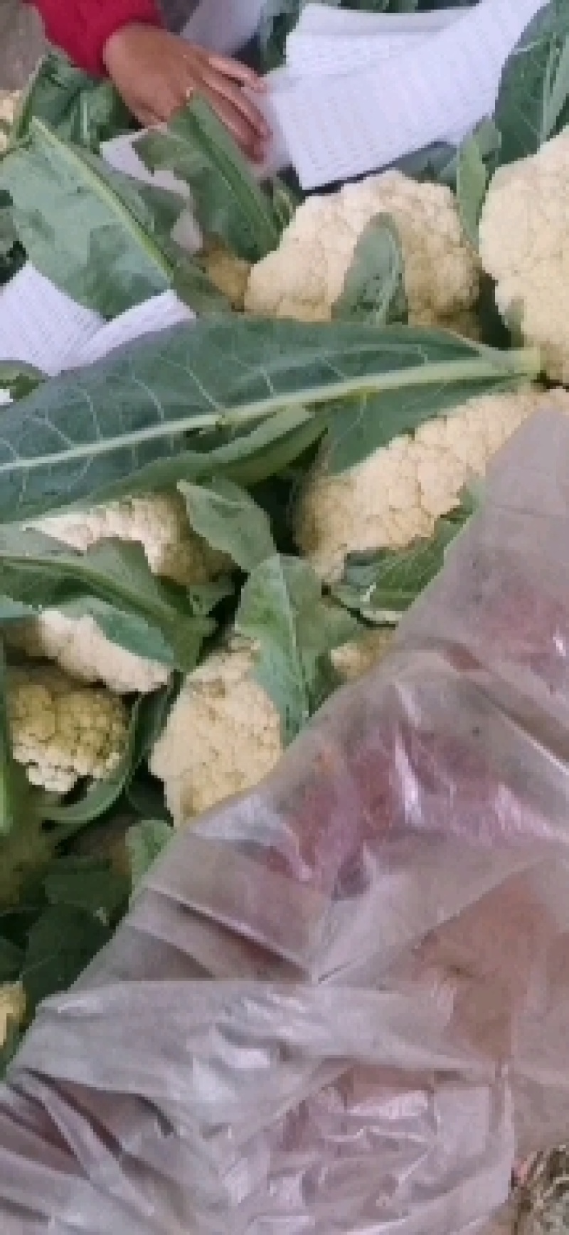 精品菜花，小米粒，随到随装，一手货源，欢迎光临