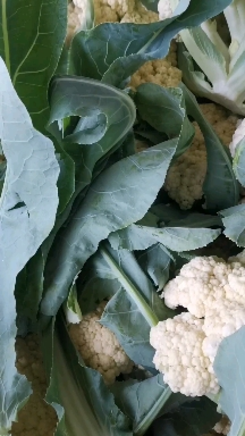 精品菜花，小米粒，随到随装，一手货源，欢迎光临