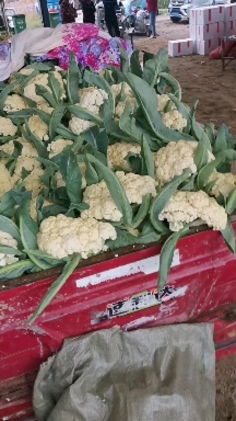 精品菜花，小米粒，随到随装，一手货源，欢迎光临