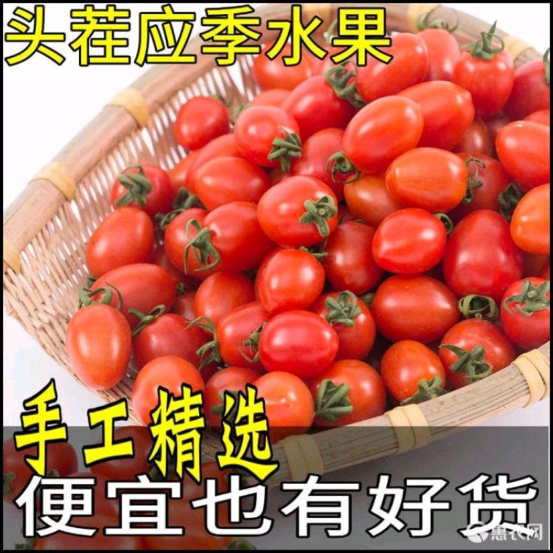万亩良田莘县瓜果之乡圣女果千喜贝贝大量上市
