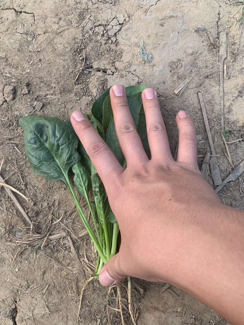精品菠菜一手货源对接个大：电商团购批发零卖