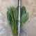 精品菠菜一手货源对接个大:电商团购批发零卖