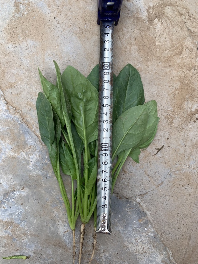精品菠菜一手货源对接个大：电商团购批发零卖