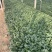 精品菠菜一手货源对接个大:电商团购批发零卖