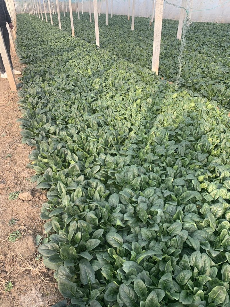 精品菠菜一手货源对接个大：电商团购批发零卖