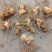 黄精苗，多花黄精苗，苗大，品质好