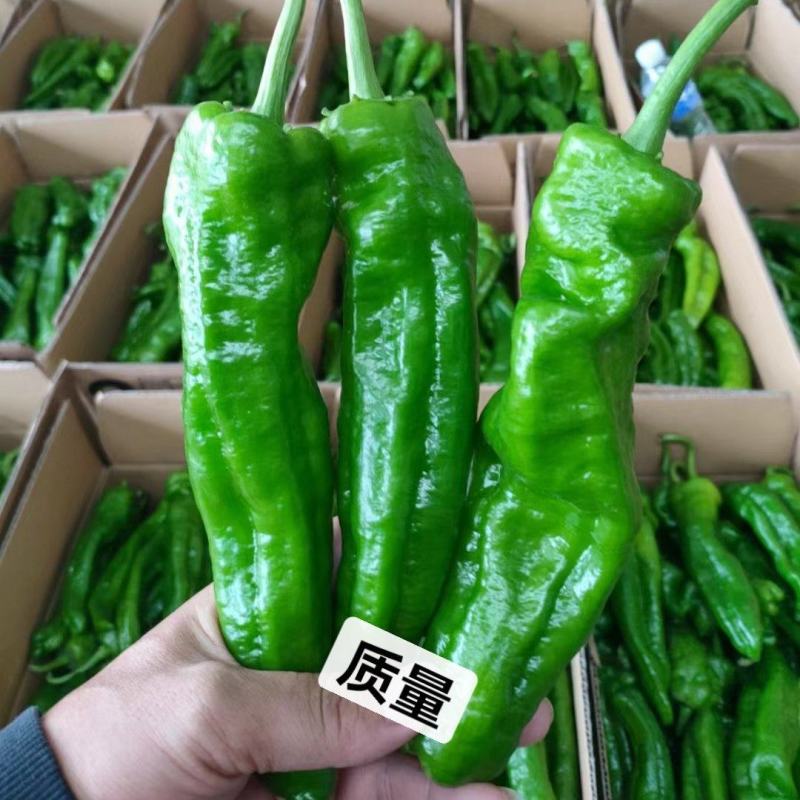 河南泡椒、薄皮椒、泡椒，质量保证，货源充足，代发全国
