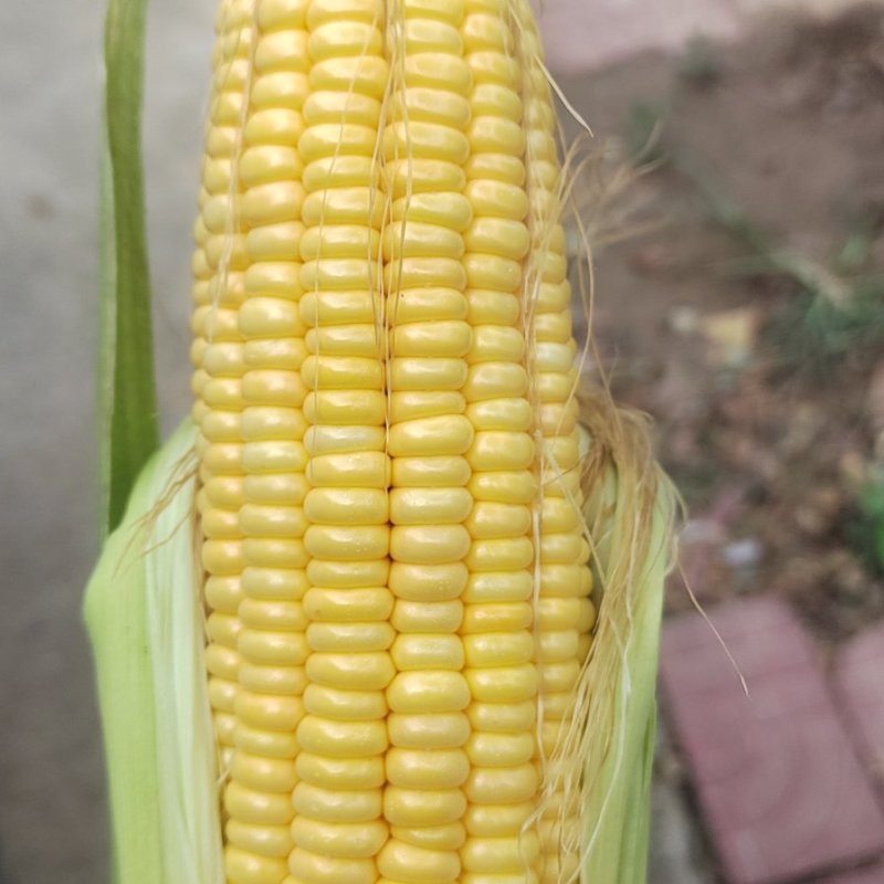 水果玉米