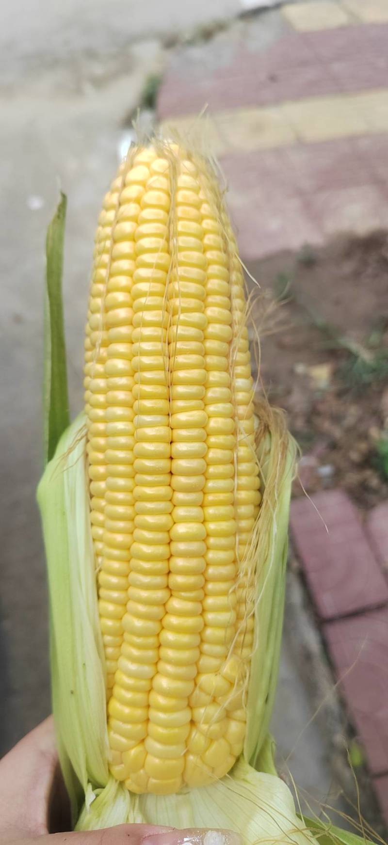 水果玉米