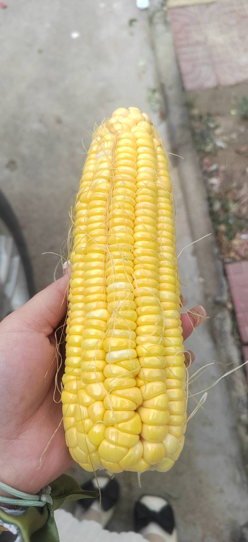 水果玉米