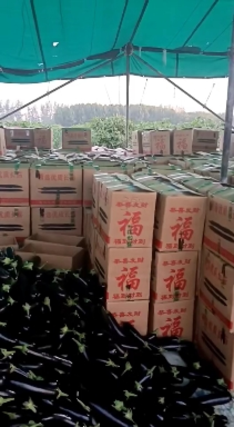 山东茄子黑宝茄子布莱迪绿把长茄量大从优发货全国