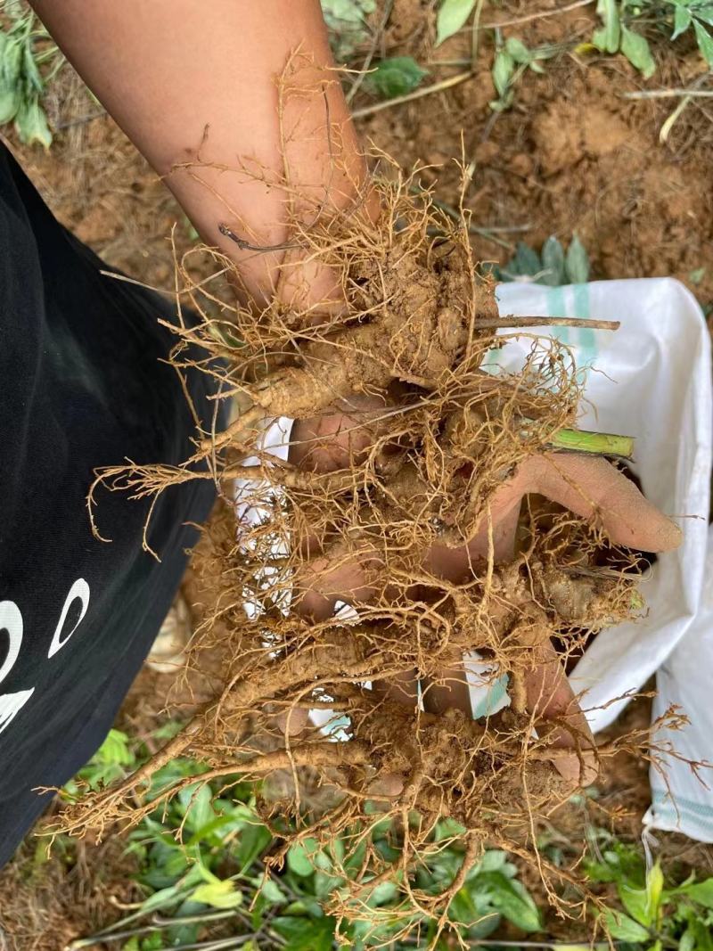 云南文山鲜三七价格实惠大量上市，诚信经营，欢迎选购
