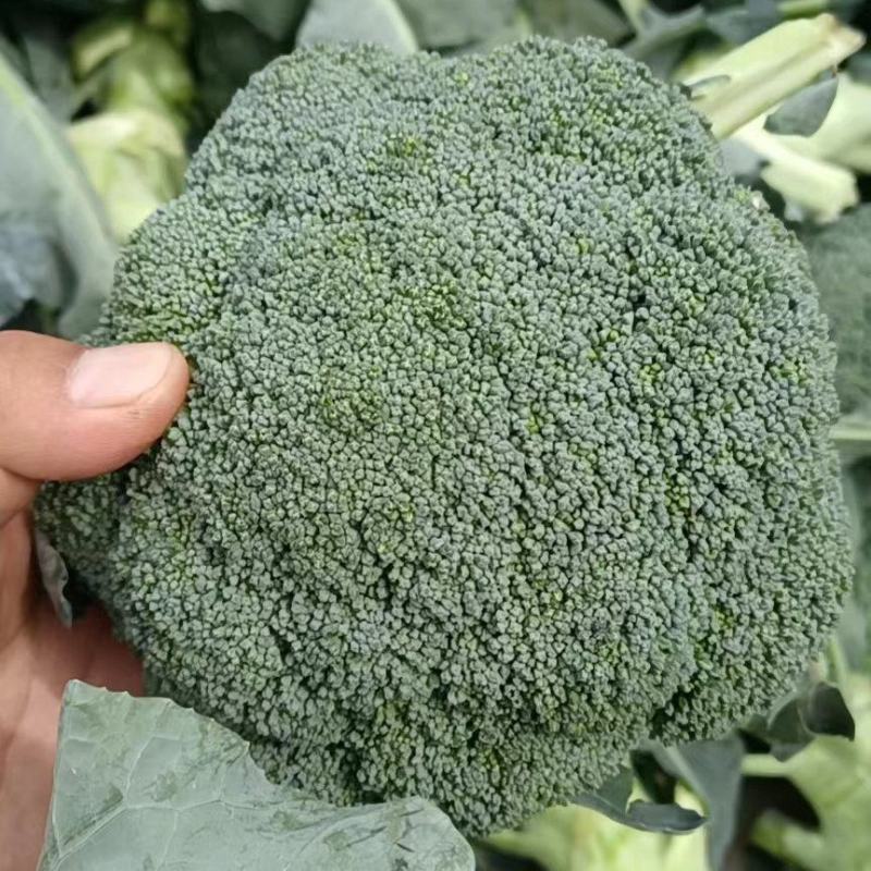 优质西蓝花大量上市，代发全国，欢迎全国客商前来采购。