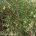 文官树