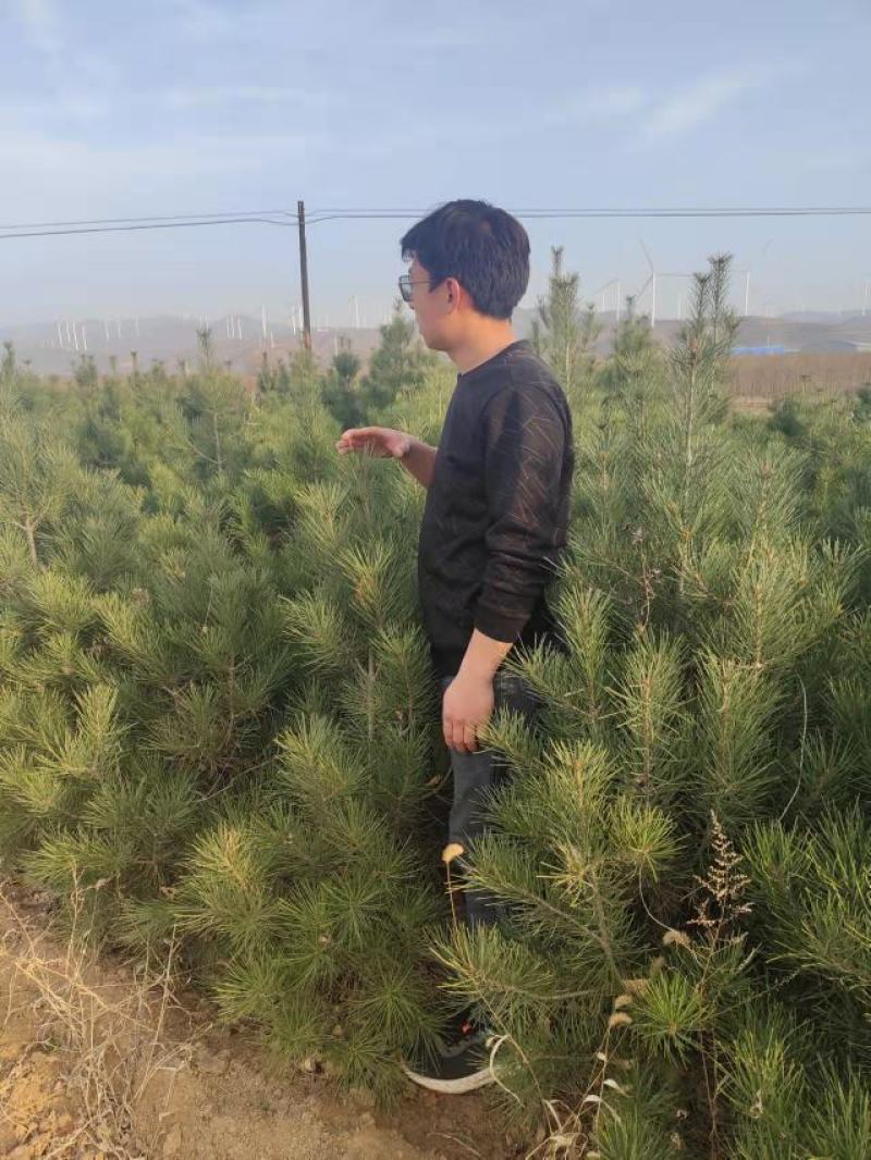 各种规格白皮松占地白皮松绿化白皮松1到5米白皮松