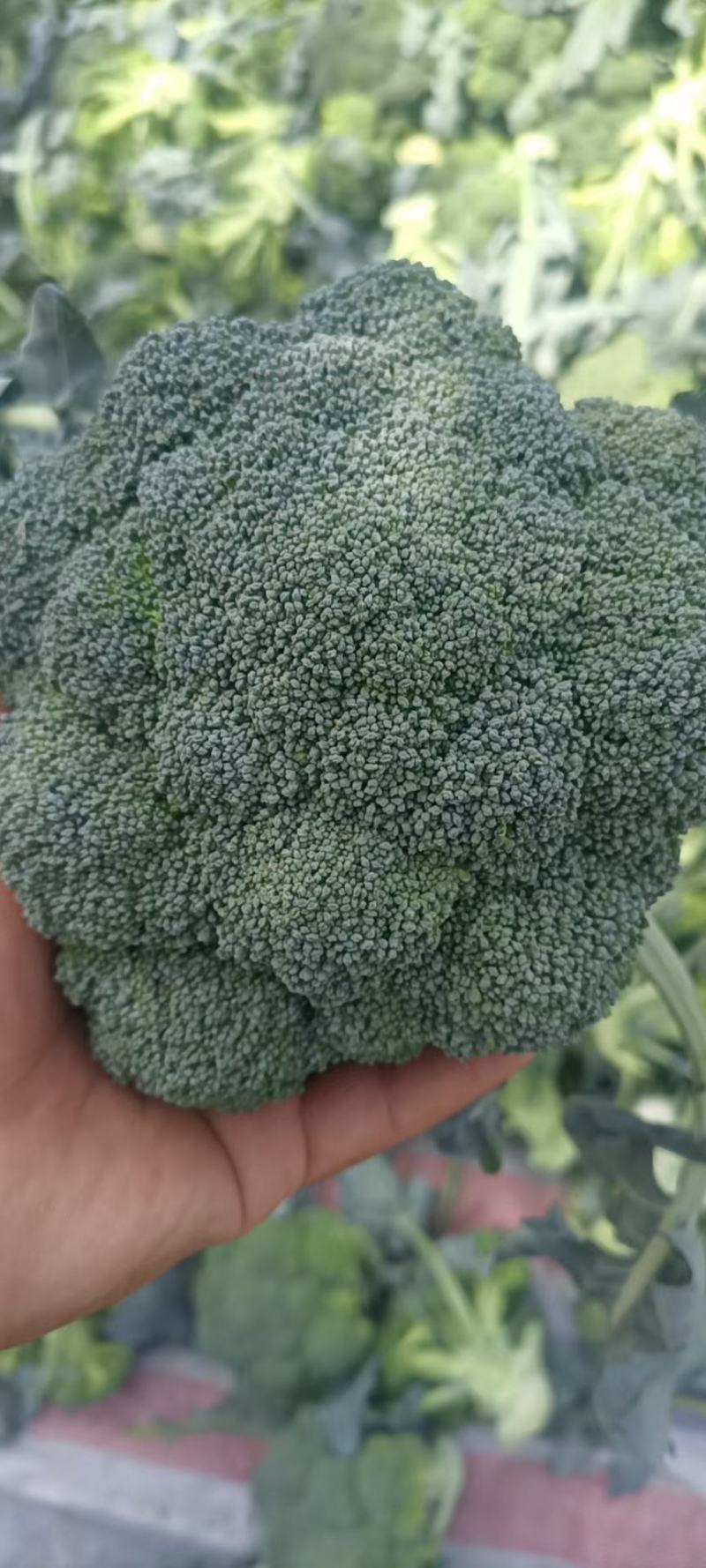 优质西蓝花大量上市，代发全国，欢迎全国客商前来采购。