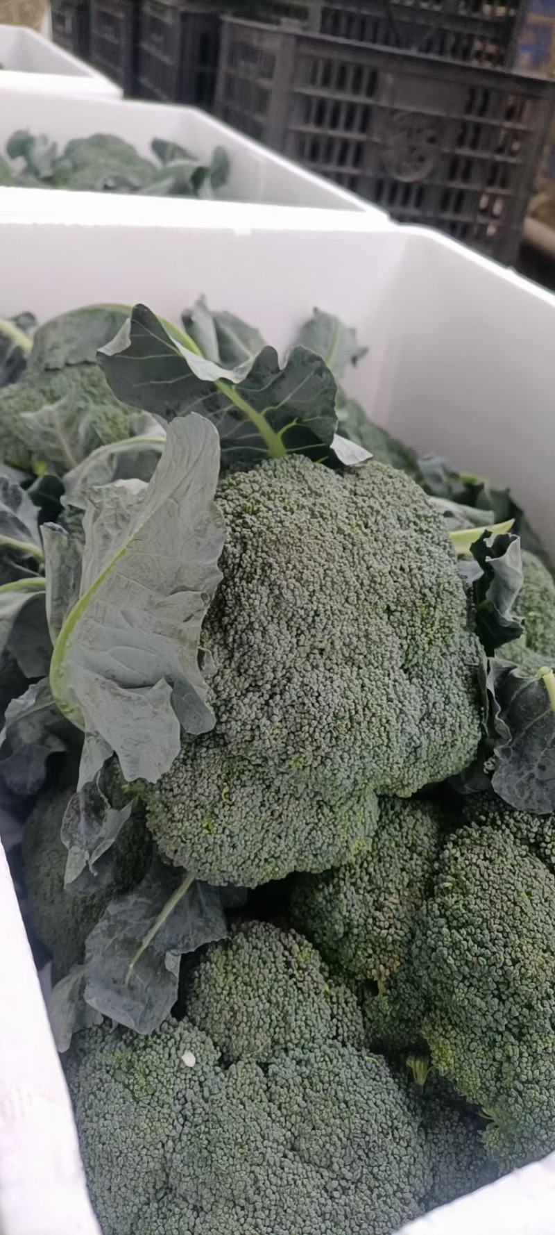 优质西蓝花大量上市，代发全国，欢迎全国客商前来采购。