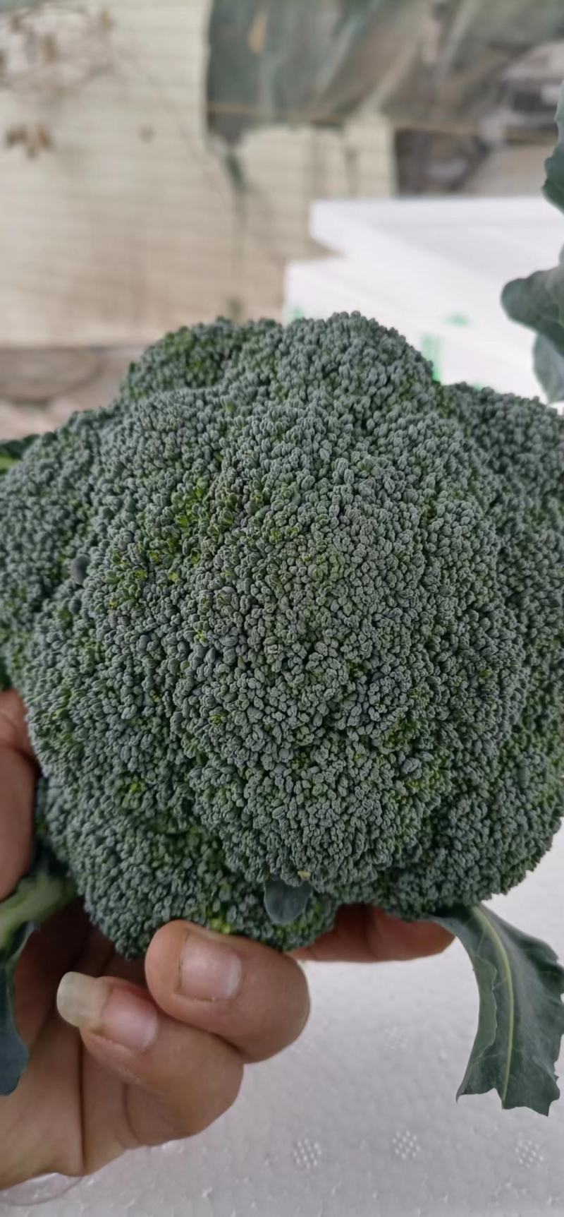 优质西蓝花大量上市，代发全国，欢迎全国客商前来采购。