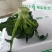 优质西蓝花大量上市，代发全国，欢迎全国客商前来采购。