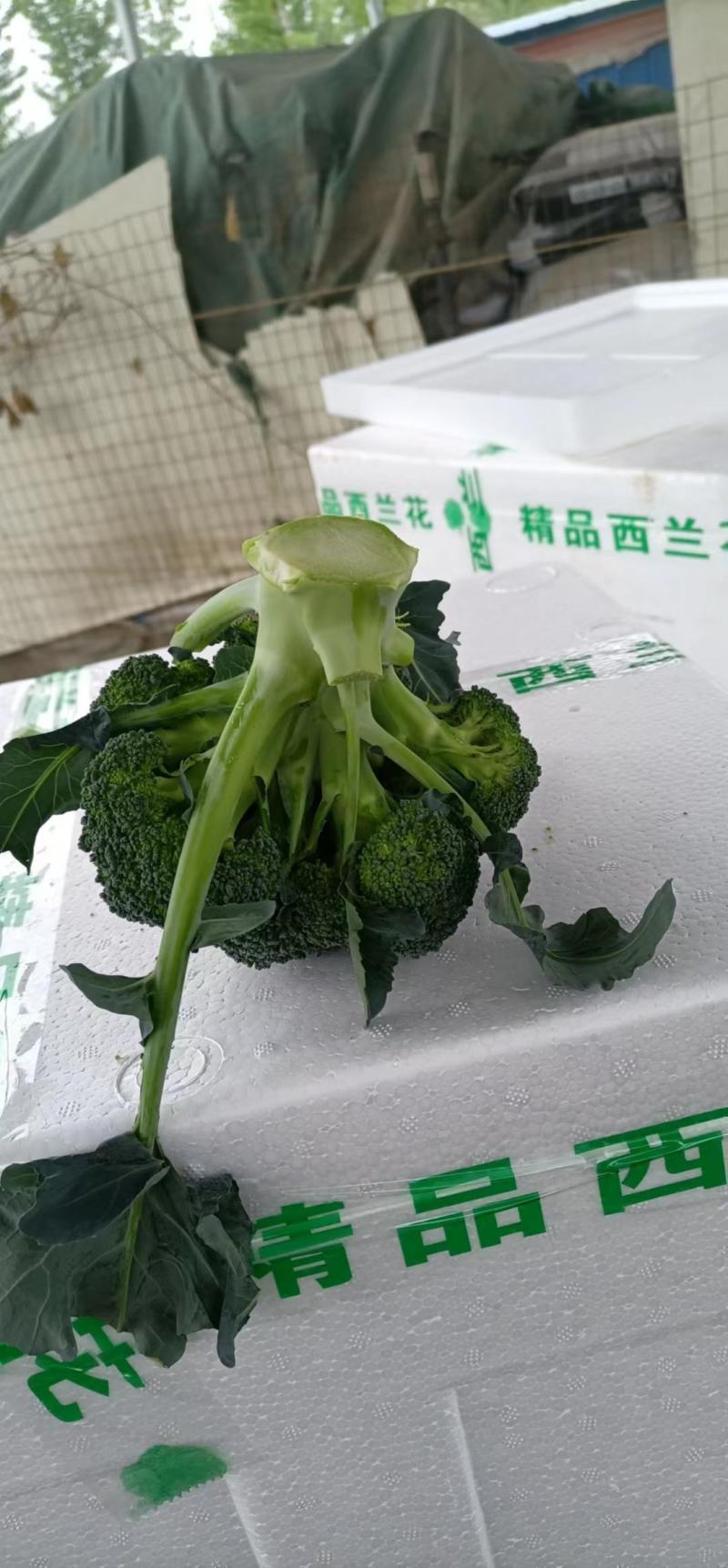 优质西蓝花大量上市，代发全国，欢迎全国客商前来采购。