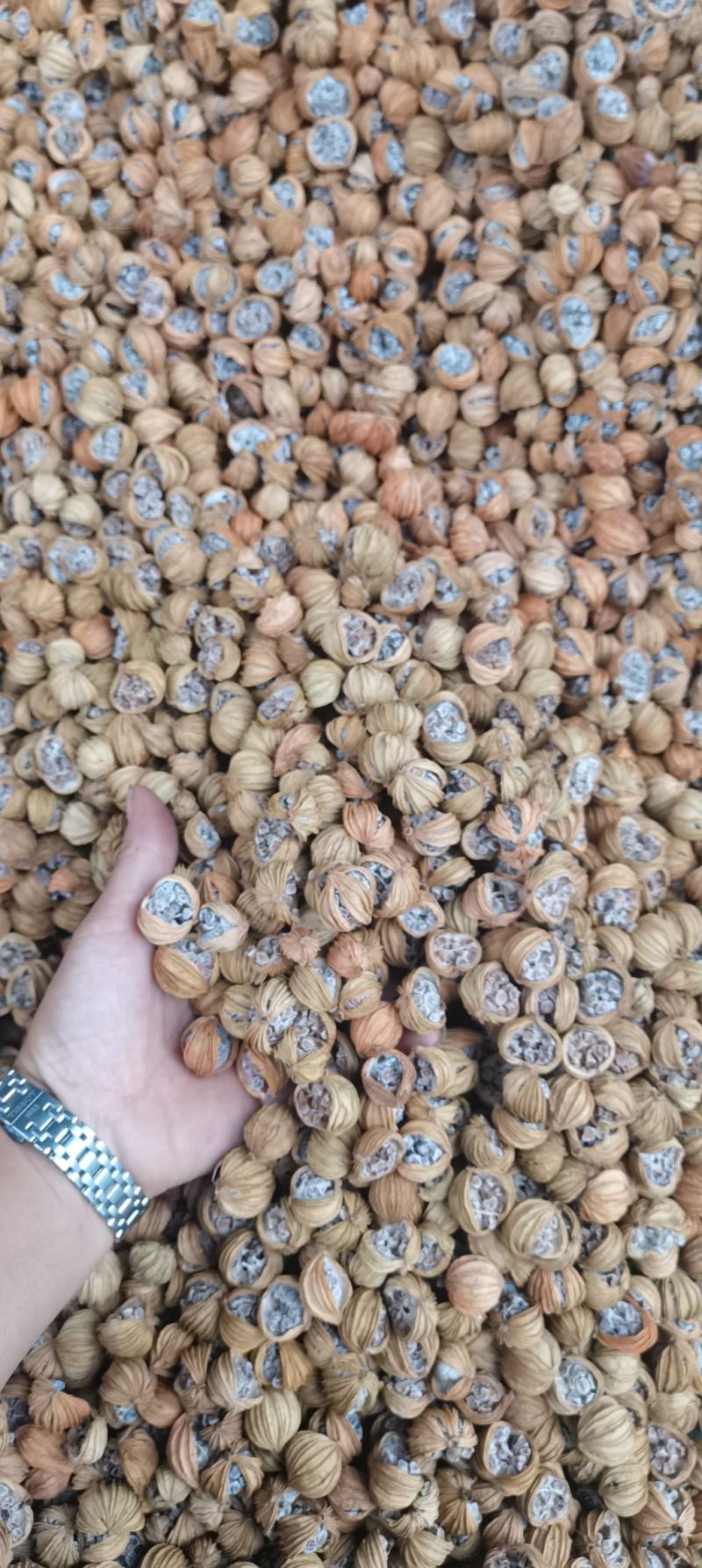 贵州香砂仁煲汤不可缺少的香料