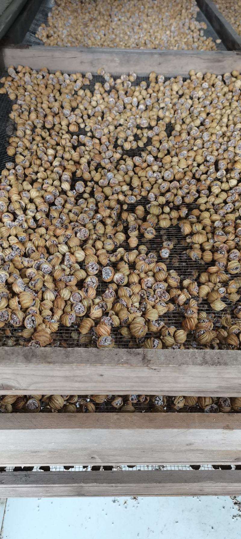 贵州香砂仁煲汤不可缺少的香料