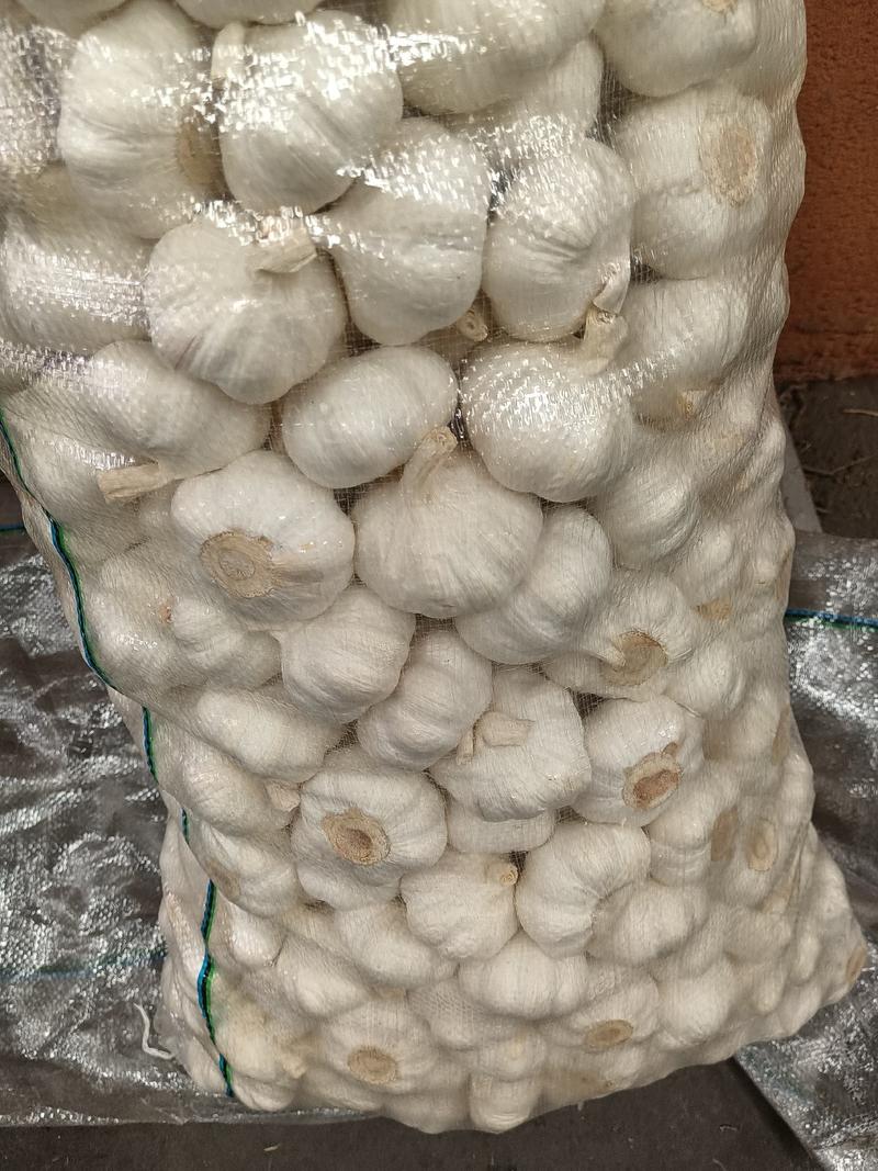邳州精品白蒜，产地货源，对接大型批发商，欢迎来电