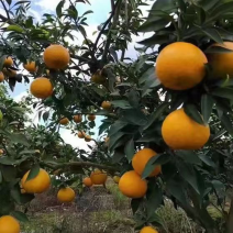 爱媛38果冻橙已经完全红啦，咪咪甜🍊👍👍👍