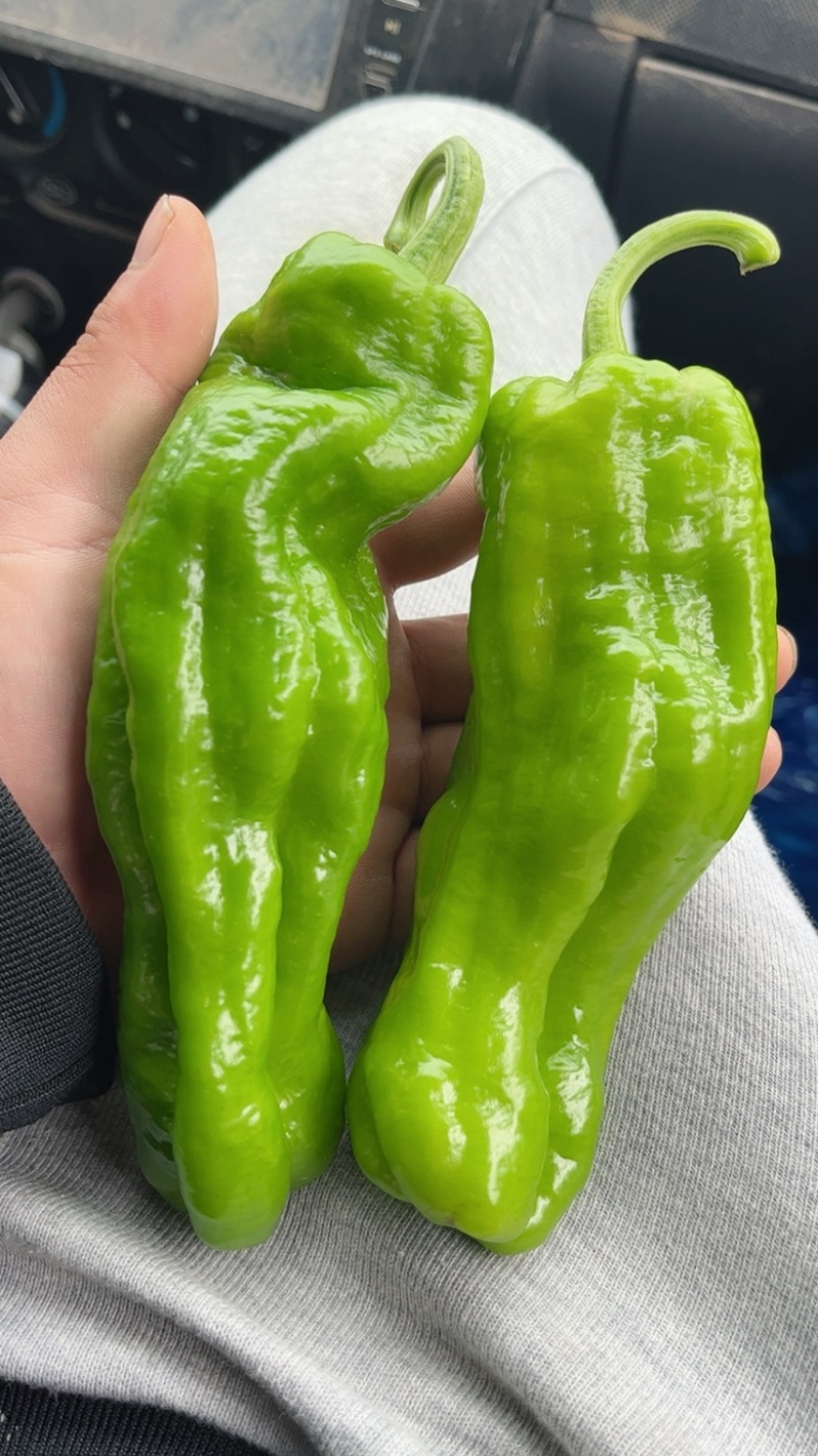 【精品】南通薄皮上市，需要的老板联系，产地直供