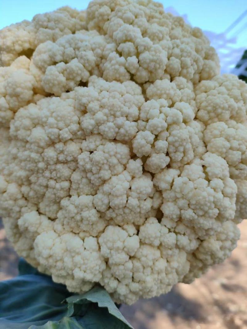 菜花，青梗有机花菜，松散菜花大量供用，产地直发，保质保量