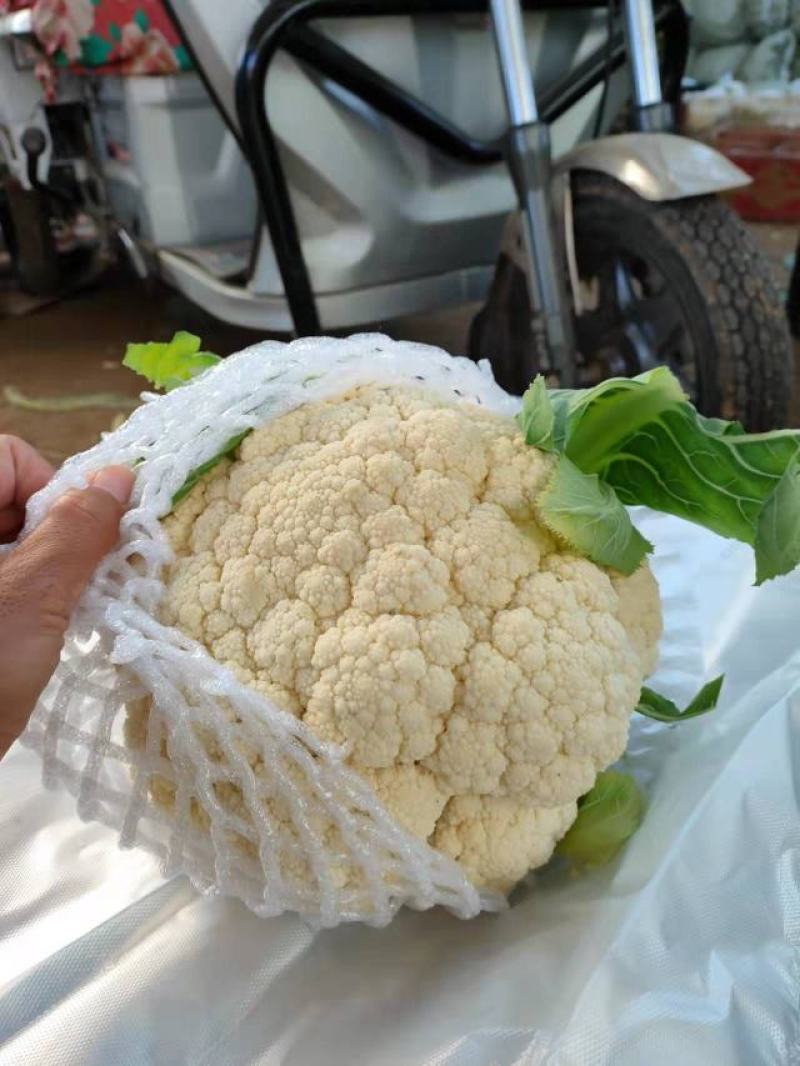 菜花，青梗有机花菜，松散菜花大量供用，产地直发，保质保量