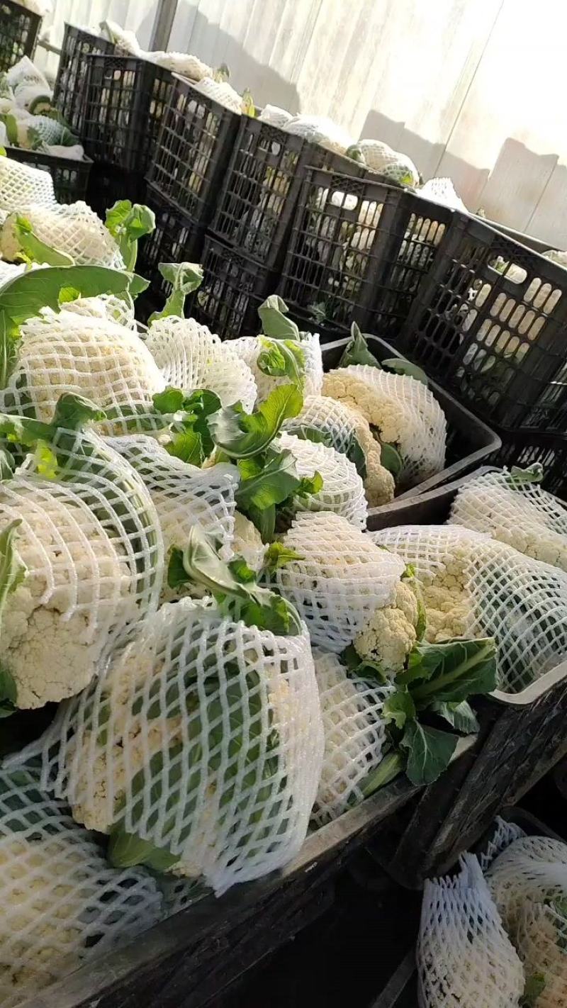 菜花，青梗有机花菜，松散菜花大量供用，产地直发，保质保量