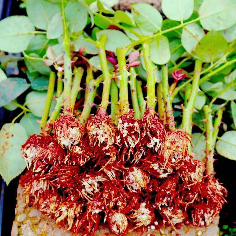【艳粉影星玫瑰花苗】大花浓香月季花卉观花绿植物室内阳台
