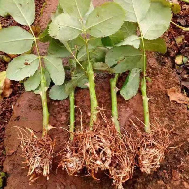 【艳粉影星玫瑰花苗】大花浓香月季花卉观花绿植物室内阳台