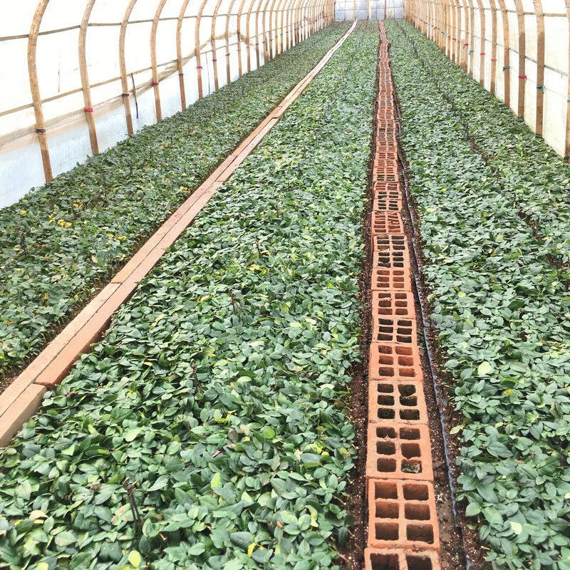 【艳粉影星玫瑰花苗】大花浓香月季花卉观花绿植物室内阳台
