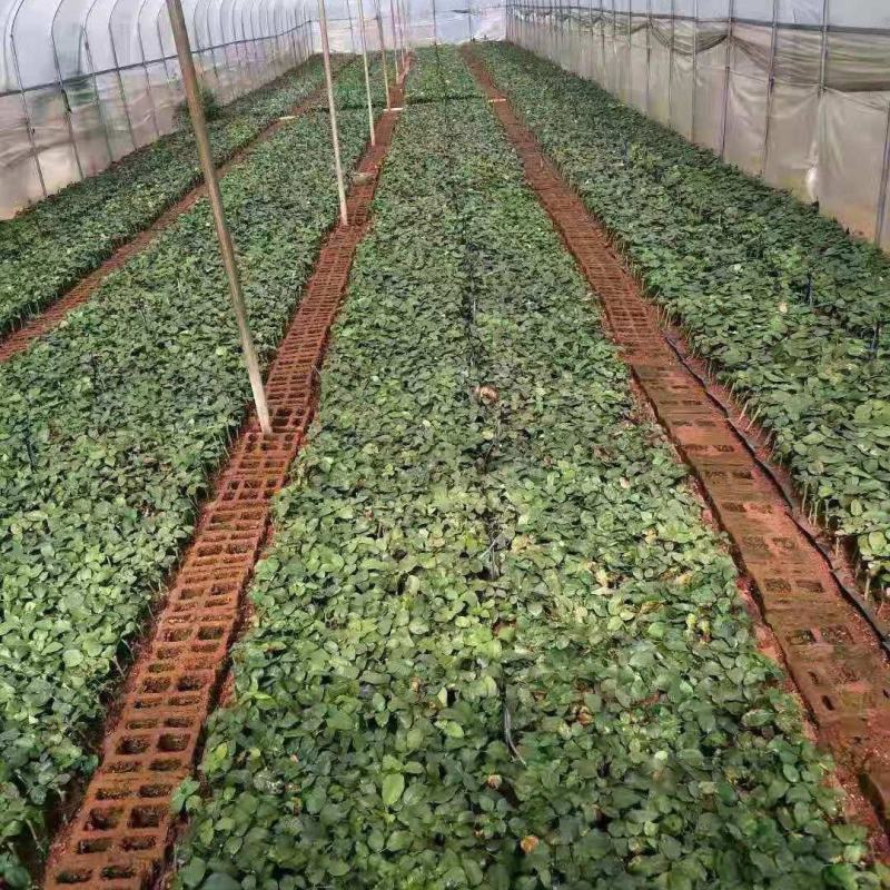 【艳粉影星玫瑰花苗】大花浓香月季花卉观花绿植物室内阳台