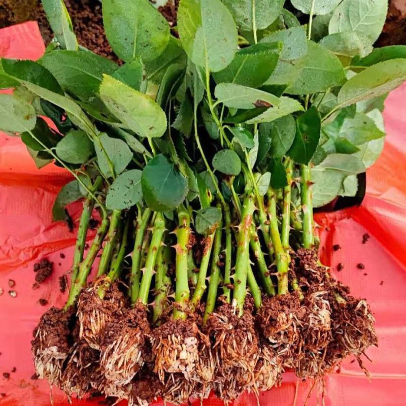 【艳粉影星玫瑰花苗】大花浓香月季花卉观花绿植物室内阳台