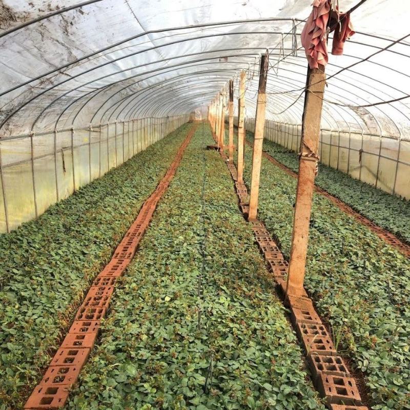 【艳粉影星玫瑰花苗】大花浓香月季花卉观花绿植物室内阳台
