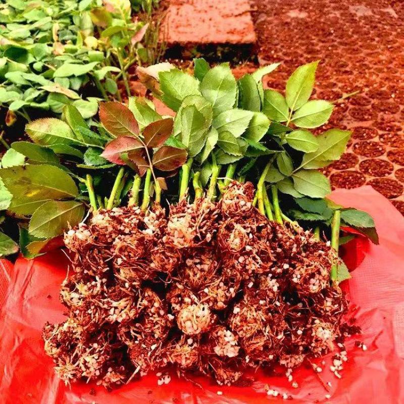 【艳粉影星玫瑰花苗】大花浓香月季花卉观花绿植物室内阳台