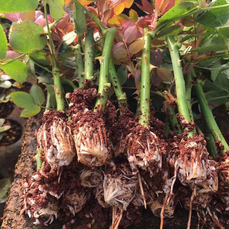 【艳粉影星玫瑰花苗】大花浓香月季花卉观花绿植物室内阳台