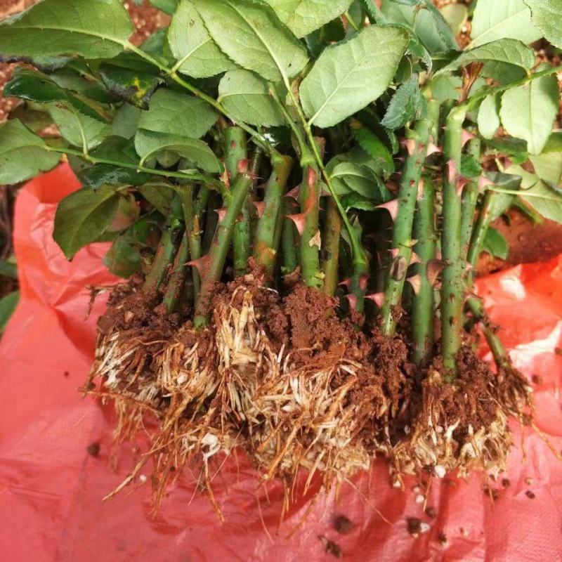 【艳粉影星玫瑰花苗】大花浓香月季花卉观花绿植物室内阳台